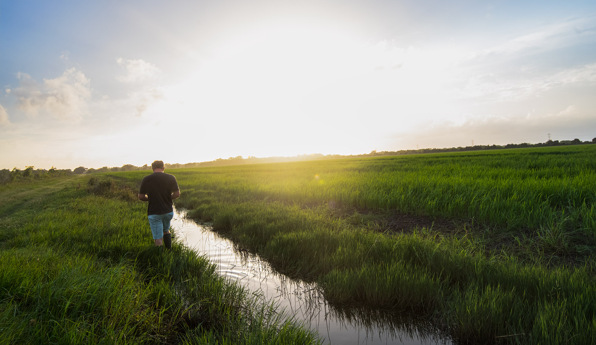 Walking the Rice Fields