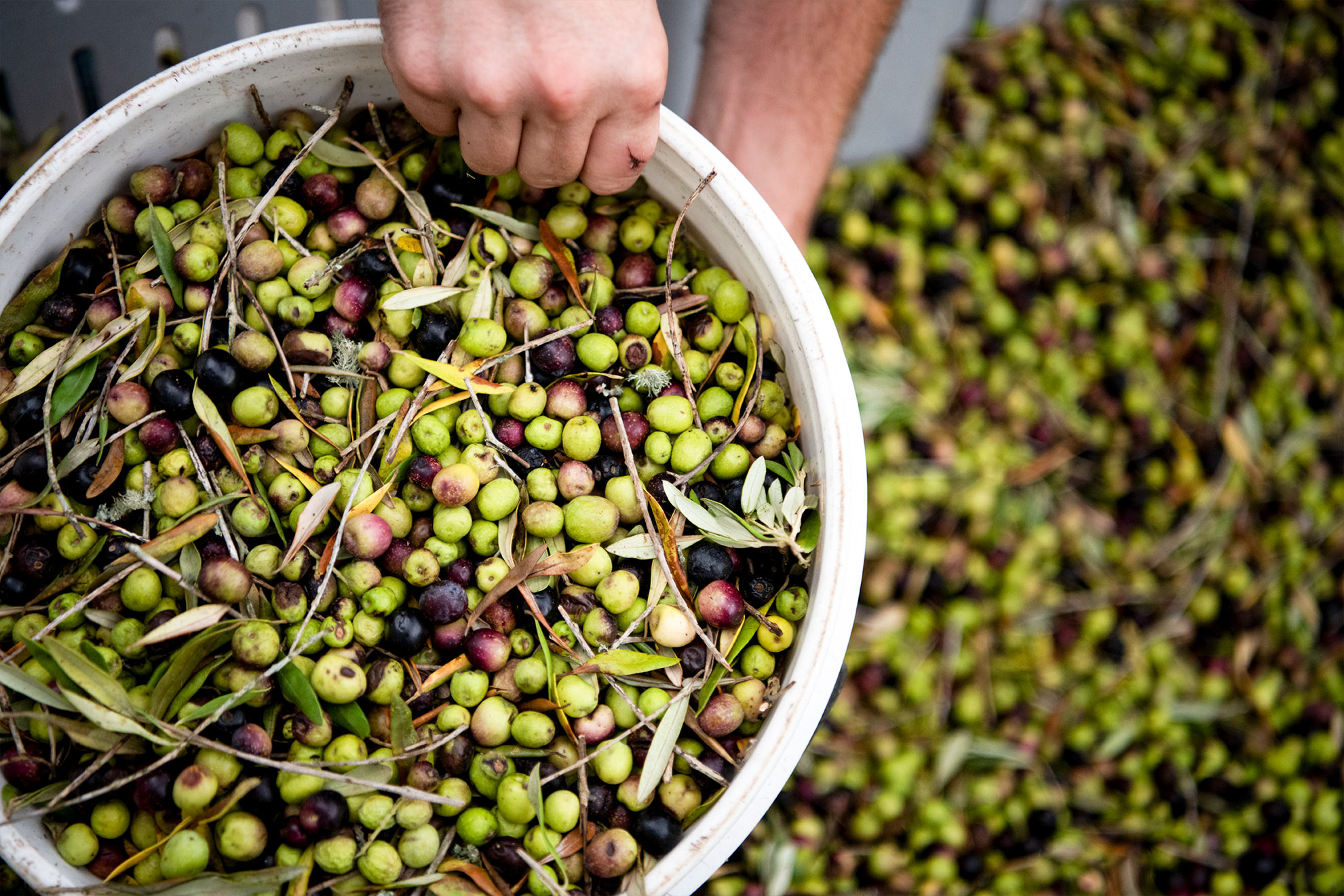 Fresh harvested olives