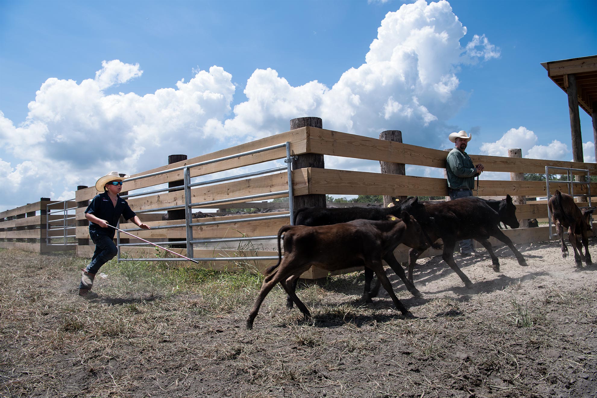 Wyatt Herding Calves